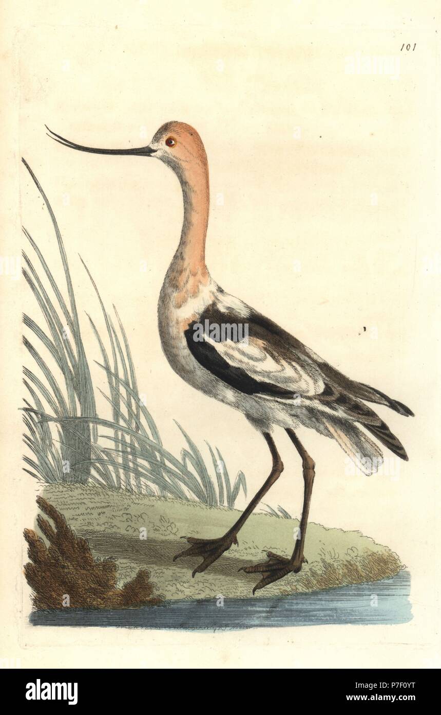 American avocet, Recurvirostra americana. Handcoloured copperplate engraving drawn and engraved by Richard Polydore Nodder from William Elford Leach's Zoological Miscellany, McMillan, London, 1815. Stock Photo