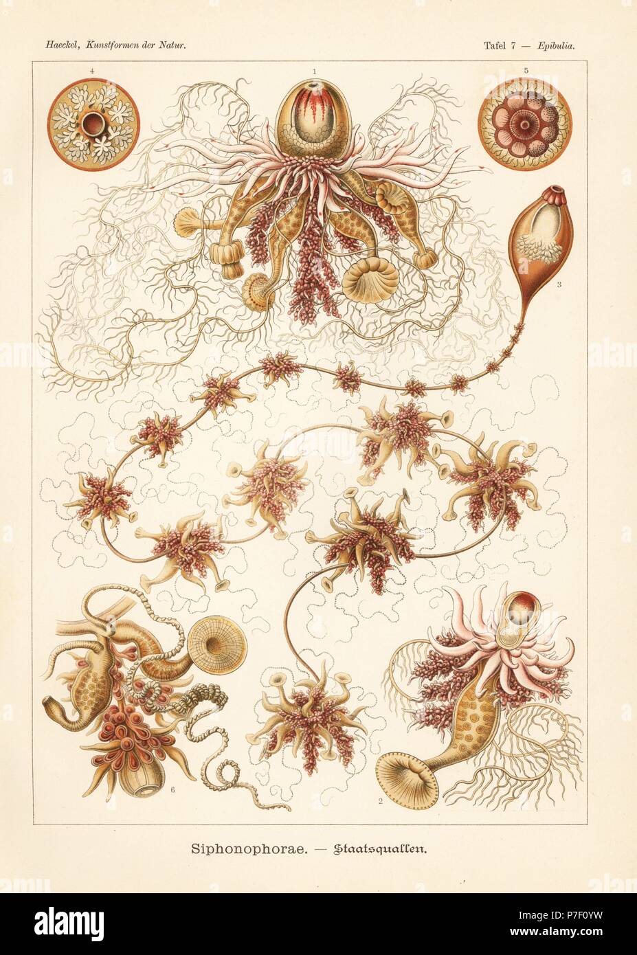 Siphonophorae hydrozoa: Epibulia ritteriana 1,2, and Salacella uvaria 3-6. Chromolithograph by Adolf Glitsch from an illustration by Ernst Haeckel from Art Forms in Nature, Kunstformen der Natur, Liepzig, Germany, 1904. Stock Photo