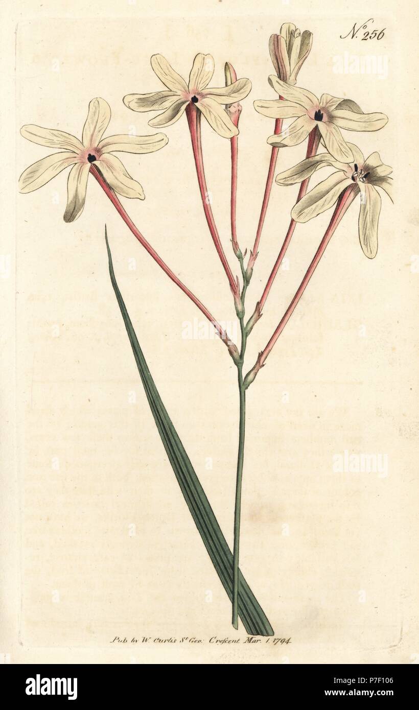 Long-tubed ixia, Ixia paniculata (Long-flowered ixia, Ixia longiflora). Handcoloured copperplate engraving from William Curtis' Botanical Magazine, London, 1794. Stock Photo