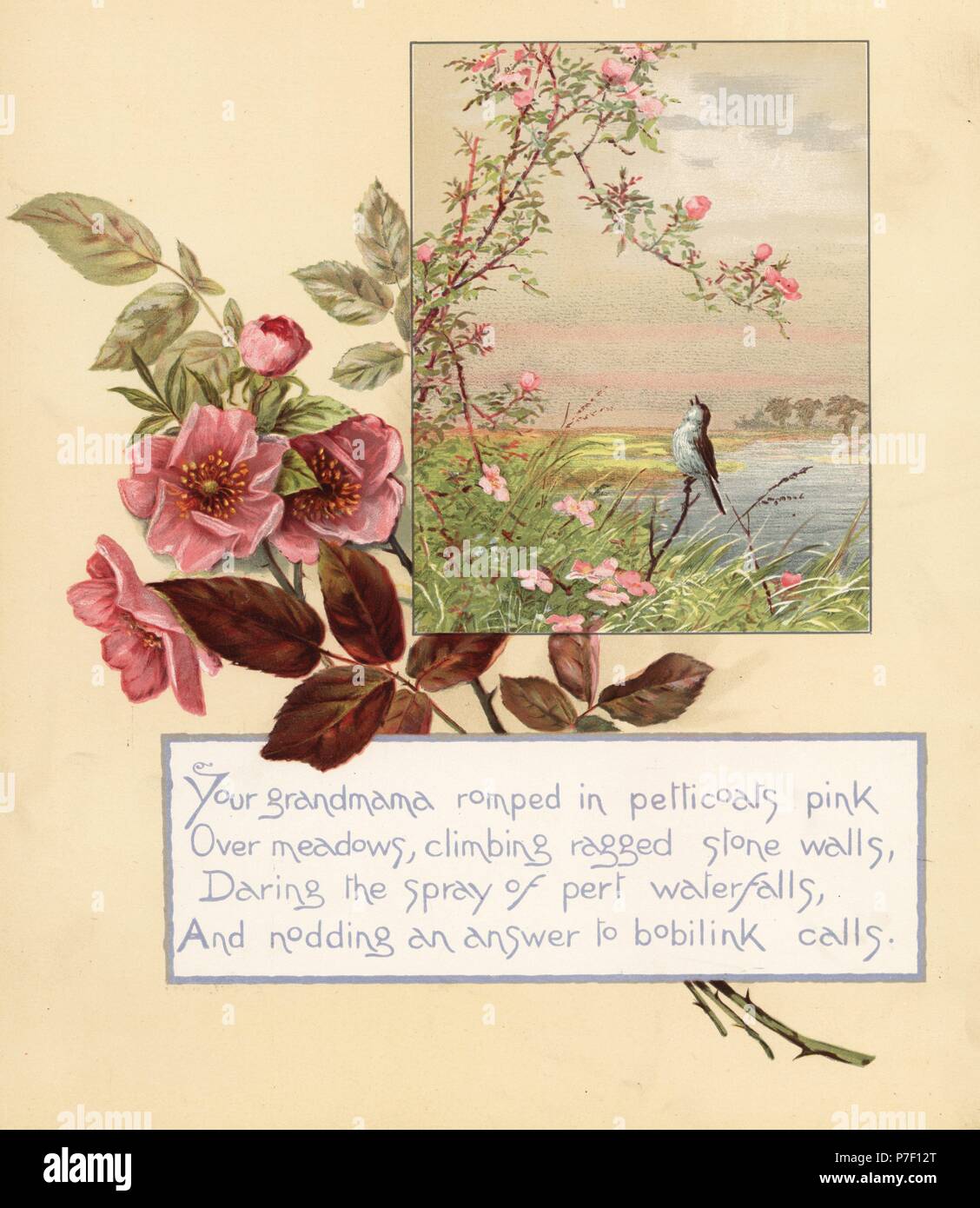 Roses, Rosa canina, with landscape and song bird, and calligraphic poem. Chromolithograph by Louis Prang from Alice Ward Bailey's Flower Fancies, Boston, 1889. Illustrated by Lucy Baily, Eleanor Ecob Morse, Olive Whitney, Ellen Fisher, Fidelia Bridges, C. Ryan and F. Schuyler Mathews. Stock Photo