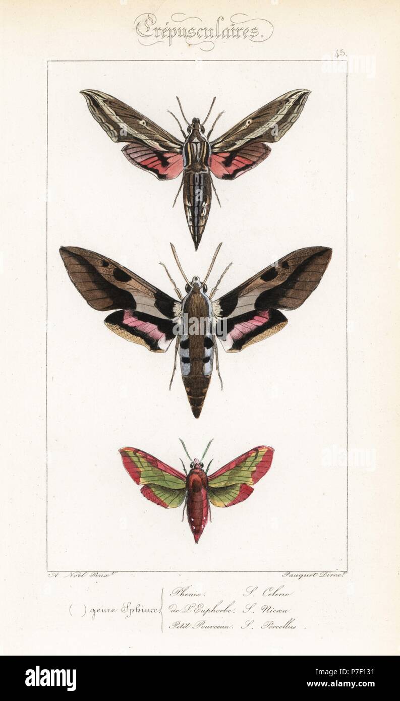 Vine hawkmoth, Hippotion celerio, Mediterranean hawkmoth, Hyles nicaea, and small elephant hawkmoth, Deilephila porcellus. Handcoloured steel engraving by the Pauquet brothers after an illustration by Alexis Nicolas Noel from Hippolyte Lucas' Natural History of European Butterflies, Histoire Naturelle des Lepidopteres d'Europe, 1864. Stock Photo
