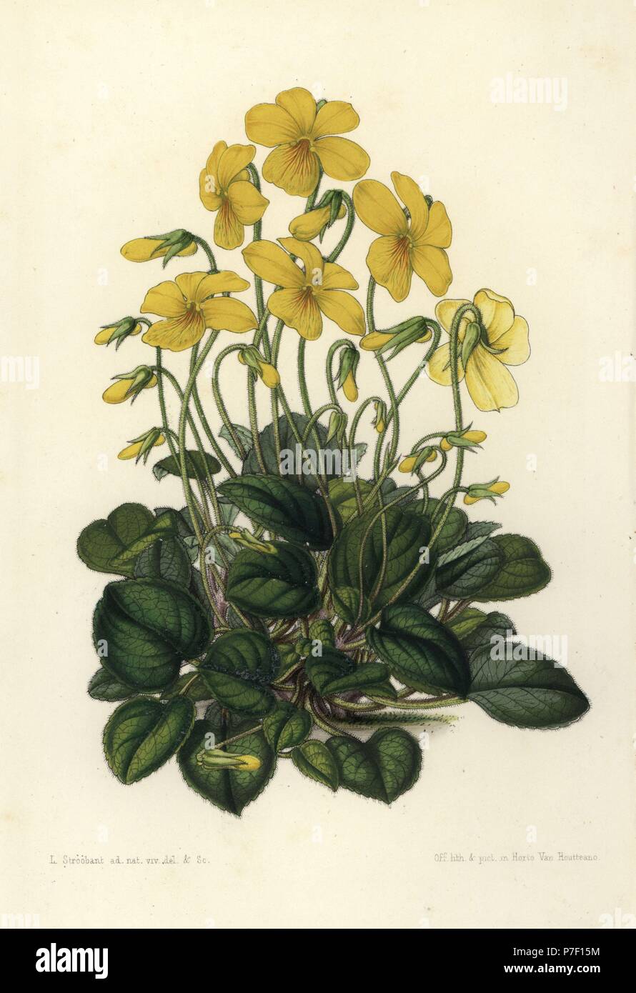 Mountain pansy, Viola lutea (Viola pyrolaefolia). Handcoloured lithograph by Stroobant from Louis van Houtte and Charles Lemaire's Flowers of the Gardens and Hothouses of Europe, Flore des Serres et des Jardins de l'Europe, Ghent, Belgium, 1851. Stock Photo