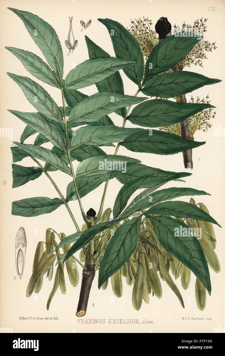 Ash tree, Fraxinus excelsior. Handcoloured lithograph by Hanhart after a botanical illustration by David Blair from Robert Bentley and Henry Trimen's Medicinal Plants, London, 1880. Stock Photo