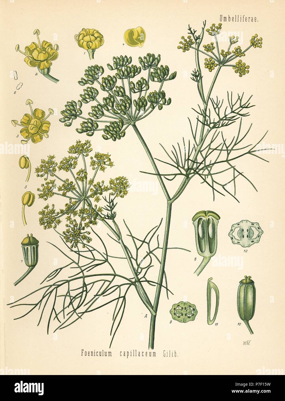 Fennel, Foeniculum vulgare (Foeniculum capillaceum). Chromolithograph after a botanical illustration by Walther Muller from Hermann Adolph Koehler's Medicinal Plants, edited by Gustav Pabst, Koehler, Germany, 1887. Stock Photo