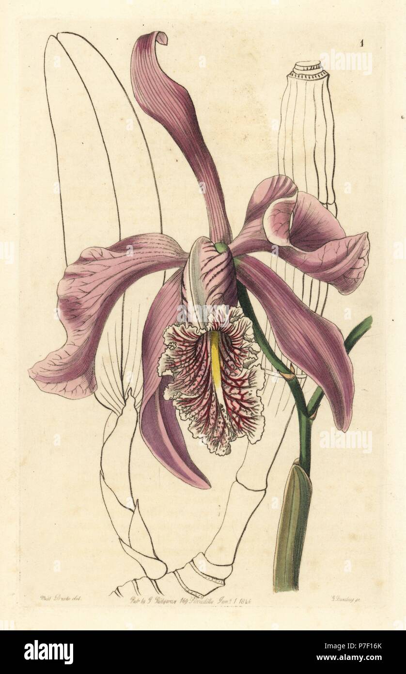 Larger cattleya, Cattleya maxima. Handcoloured copperplate engraving by George Barclay after an illustration by Miss Sarah Drake from Edwards' Botanical Register, edited by John Lindley, London, Ridgeway, 1846. Stock Photo