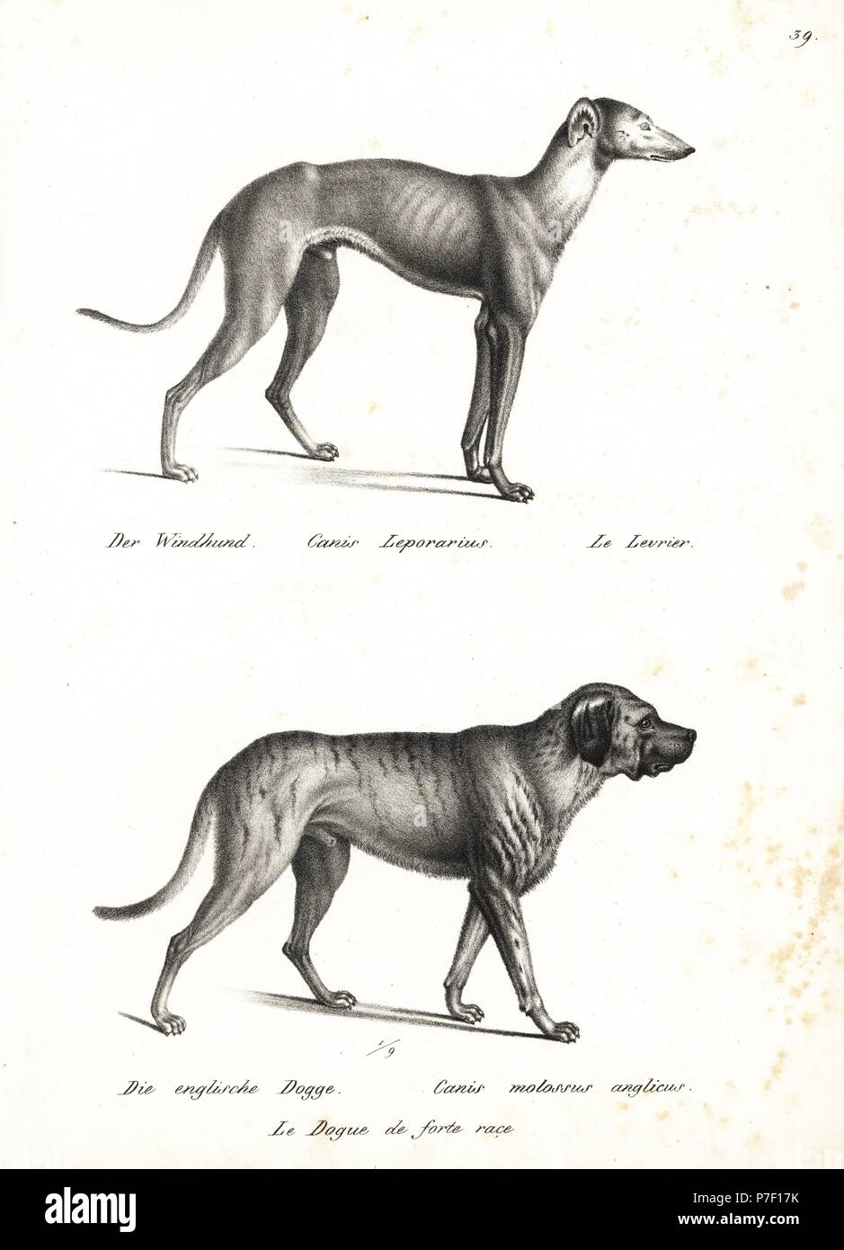 English greyhound, Canis leporarius, and English bulldog, Canis molossus anglicus. Lithograph by Karl Joseph Brodtmann from Heinrich Rudolf Schinz's Illustrated Natural History of Men and Animals, 1836. Stock Photo