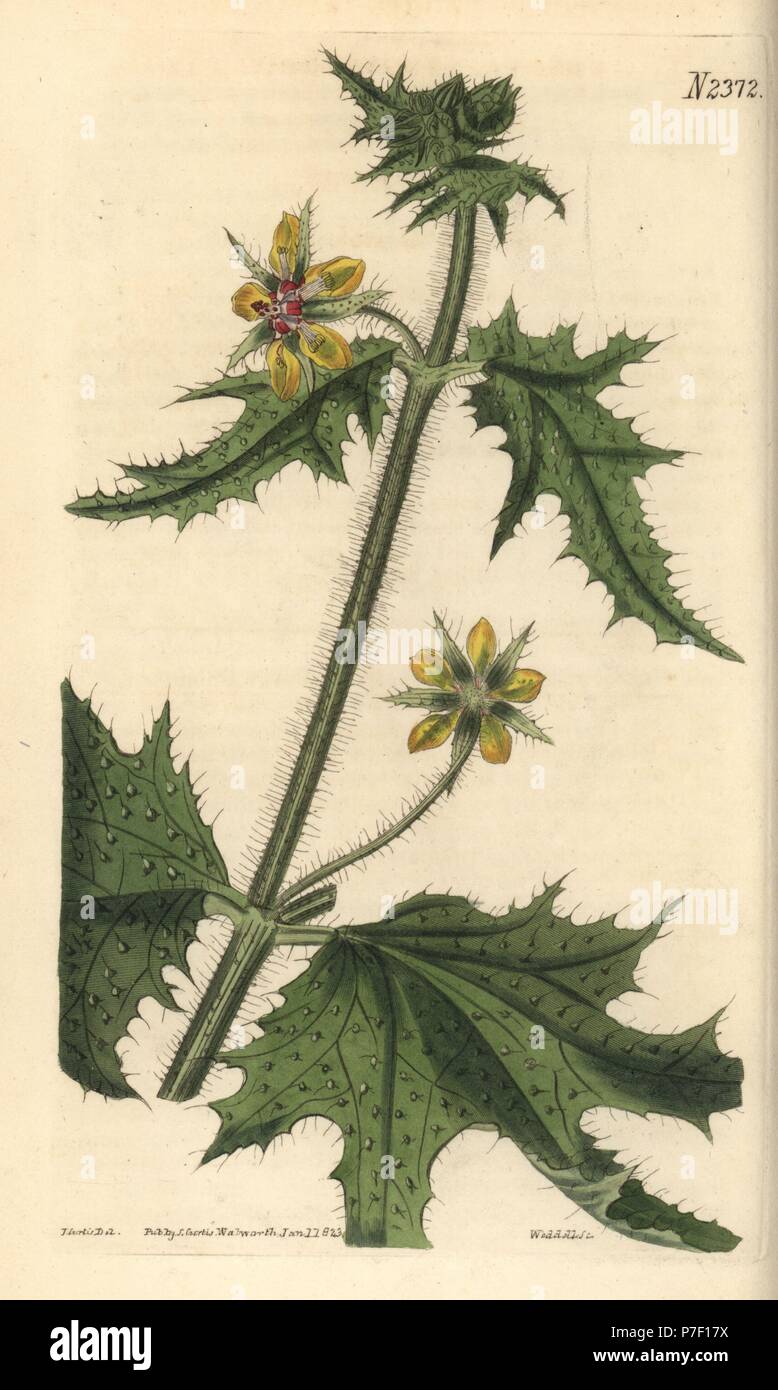 Shining-leaved loasa, Loasa nitida. Handcoloured copperplate engraving by Weddell after a botanical illustration by John Curtis from William Curtis' Botanical Magazine, Samuel Curtis, London, 1823. Stock Photo