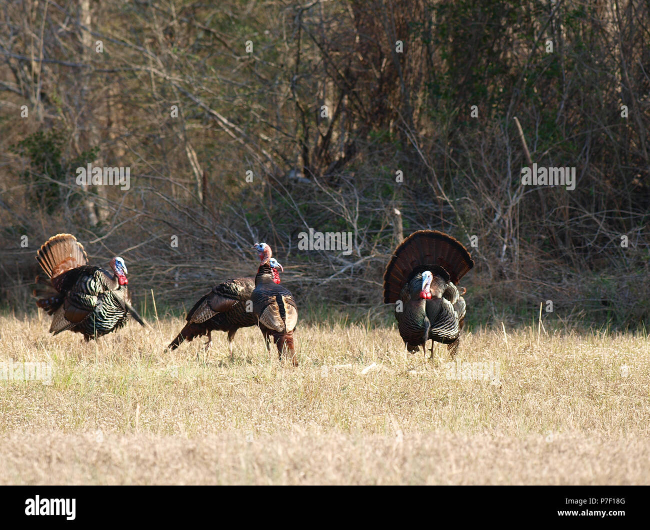 Wild turkey gobblers toms hens poult field Stock Photo Alamy