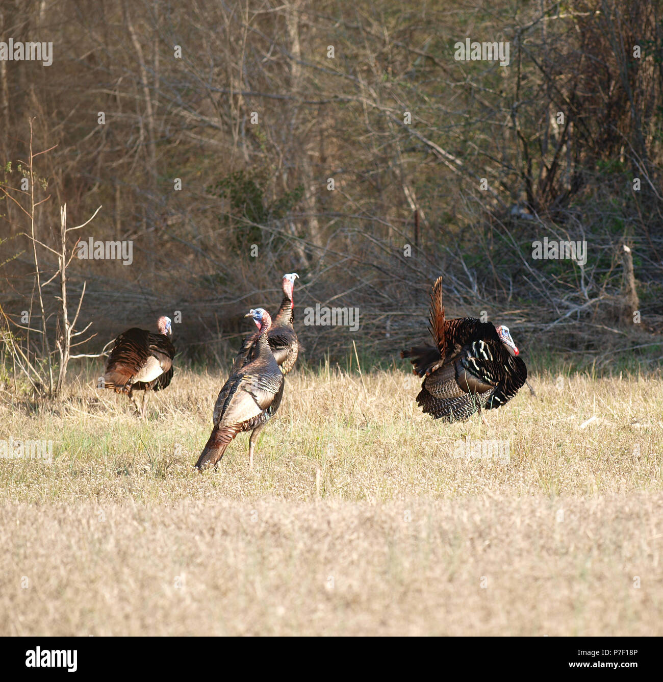 Wild Turkey Gobblers Toms Hens Poult Field Stock Photo Alamy Wild Turkey Gobblers Toms Hens Poult Field Stock Photo Alamy