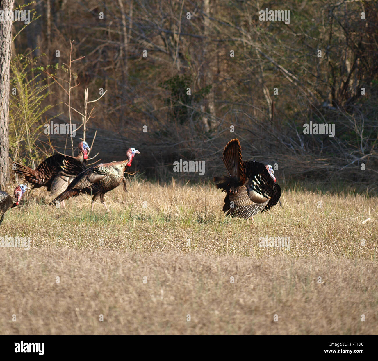 Wild turkey poult hires stock photography and images Alamy