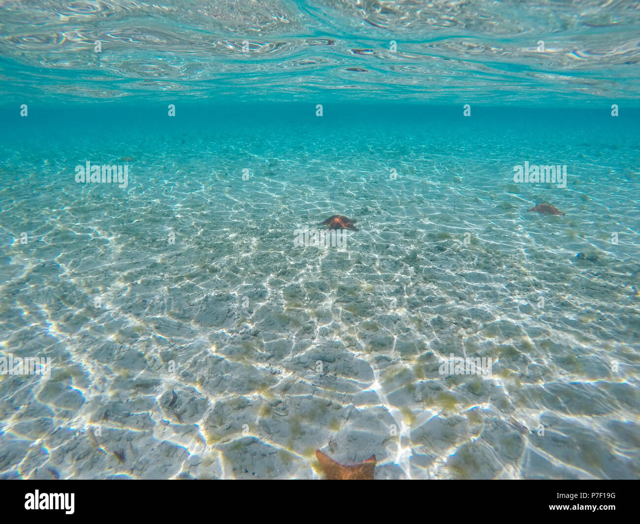 underwater view in perfect clear ocean water - diving in sea Stock Photo