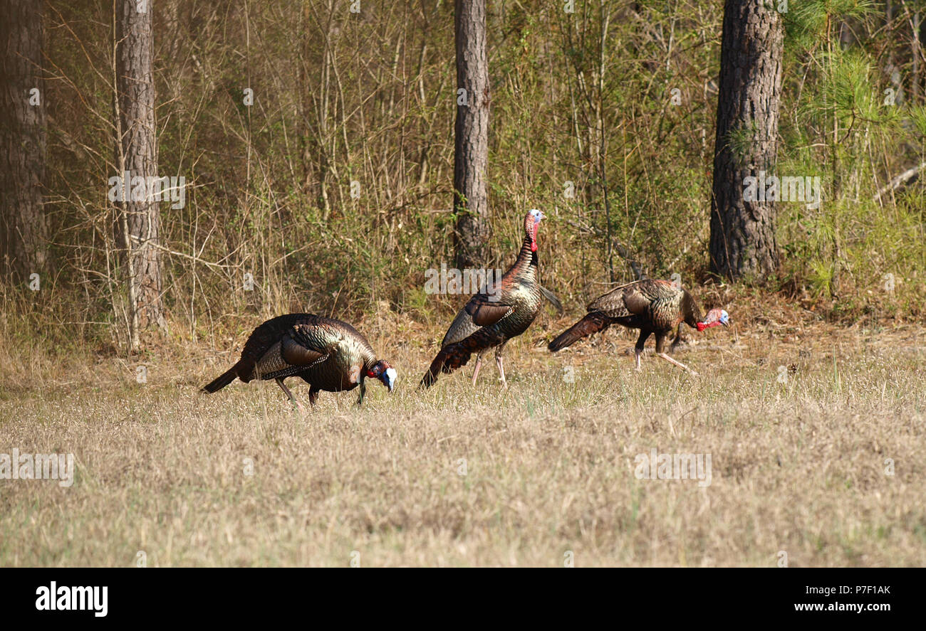 Turkey gobbling hen hires stock photography and images Alamy