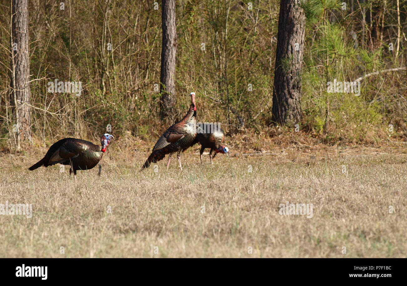 Wild turkey gobblers toms hens poult field Stock Photo Alamy