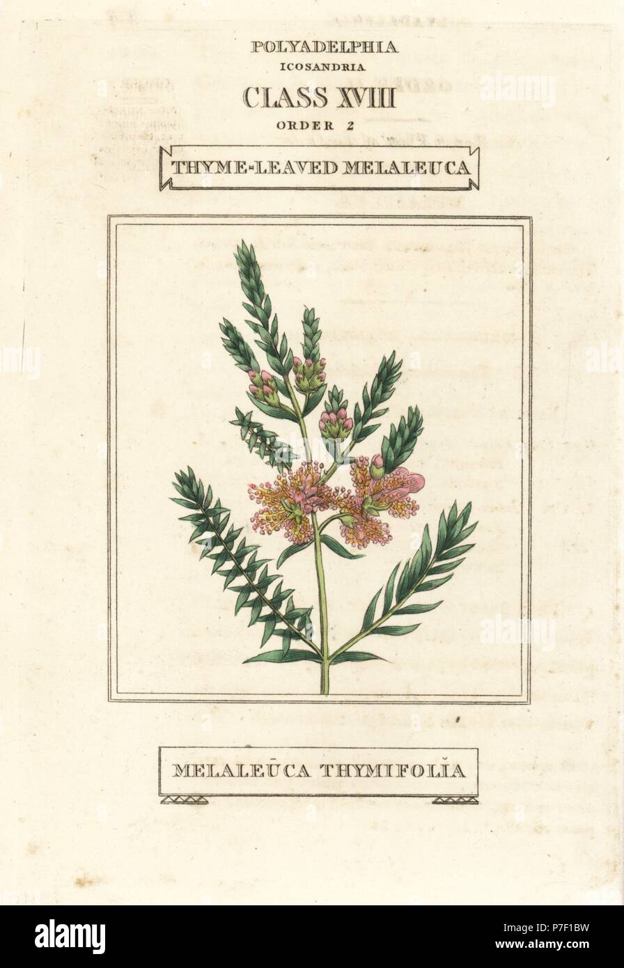 Thyme honeymyrtle or thymeleaved melaleuca, Melaleuca thymifolia