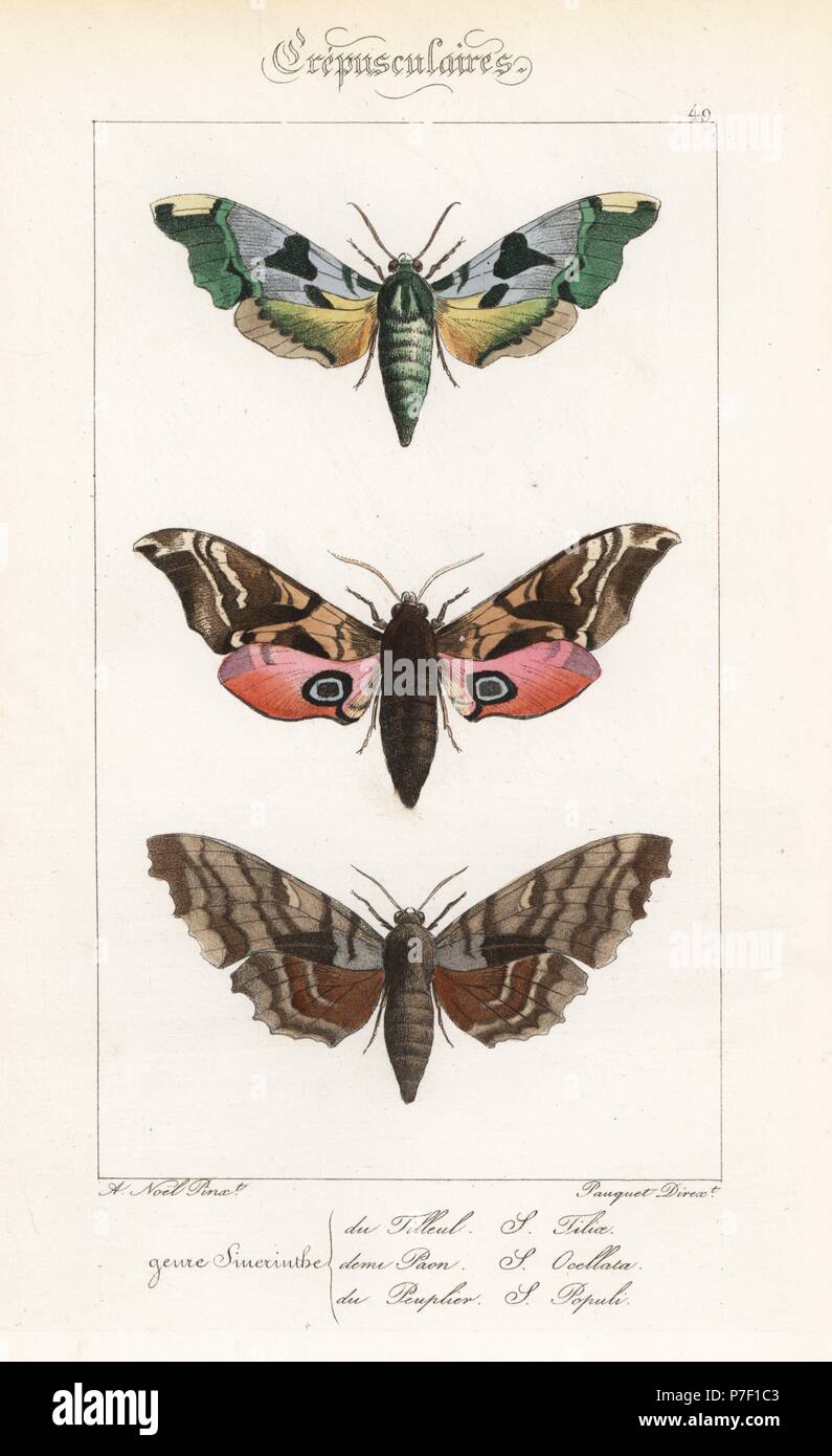 Lime hawkmoth, Mimas tiliae, eyed hawkmoth, Smerinthus ocellatus, and poplar hawkmoth, Laothoe populi. Handcoloured steel engraving by the Pauquet brothers after an illustration by Alexis Nicolas Noel from Hippolyte Lucas' Natural History of European Butterflies, Histoire Naturelle des Lepidopteres d'Europe, 1864. Stock Photo