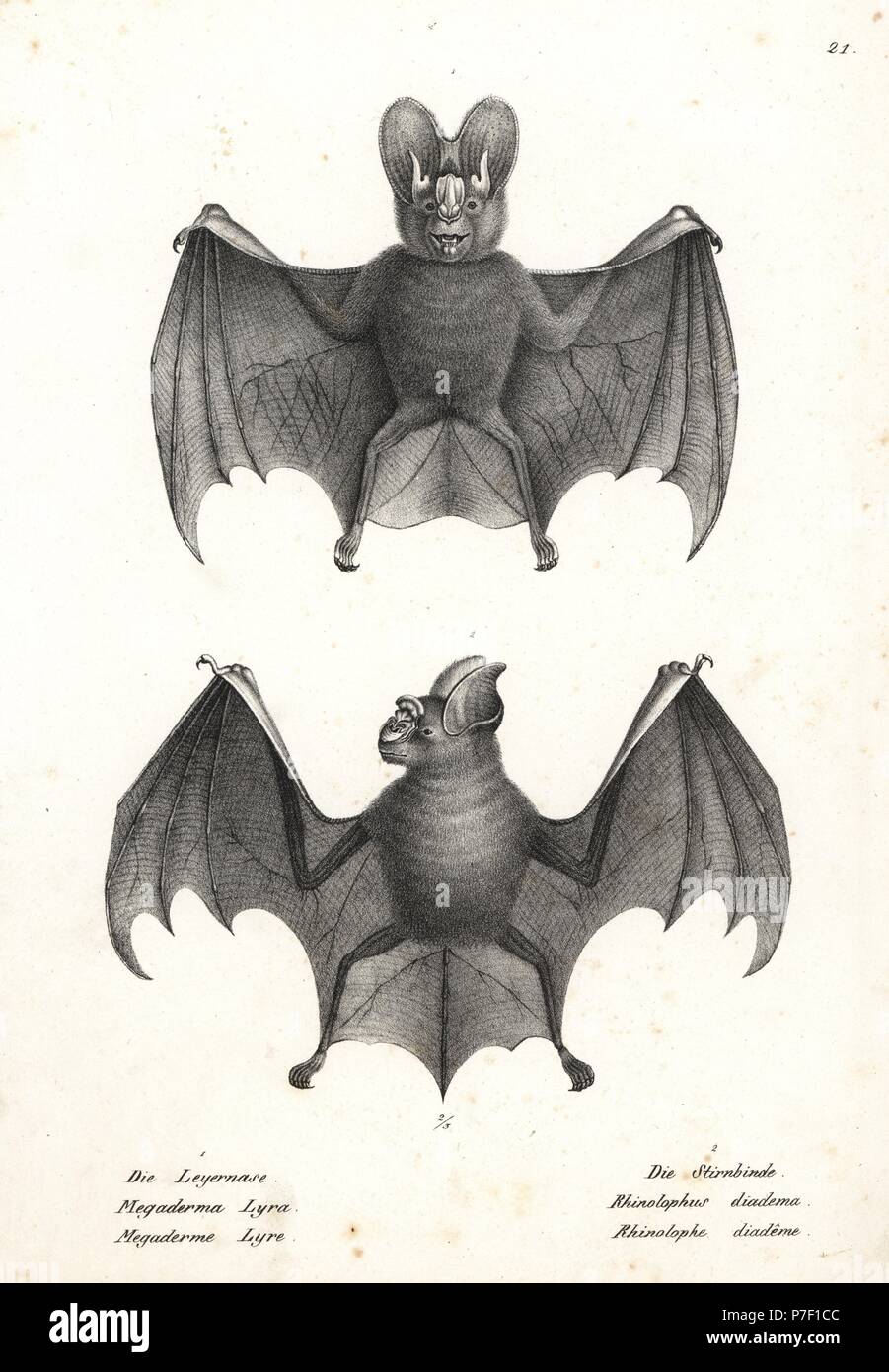 Greater false vampire bat, Megaderma lyra 1, and diadem roundleaf bat, Hipposideros diadema 2. Lithograph by Karl Joseph Brodtmann from Heinrich Rudolf Schinz's Illustrated Natural History of Men and Animals, 1836. Stock Photo