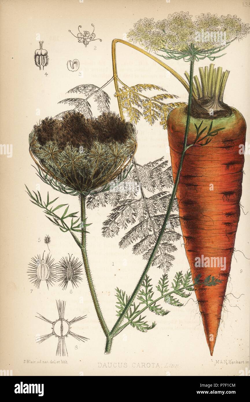 Carrot, Daucus carota. Handcoloured lithograph by Hanhart after a botanical illustration by David Blair from Robert Bentley and Henry Trimen's Medicinal Plants, London, 1880. Stock Photo