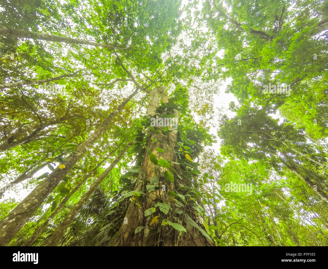 looking up inside tropical  rainforest / jungle  forest, Stock Photo