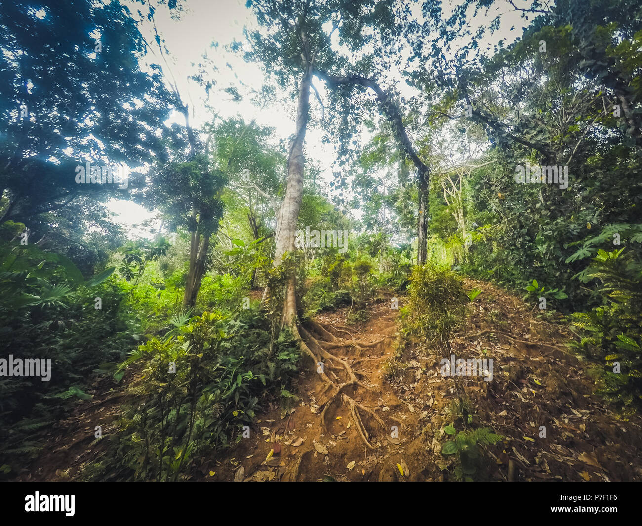 inside tropical jungle, inside forest, rainforest landscape, Stock Photo