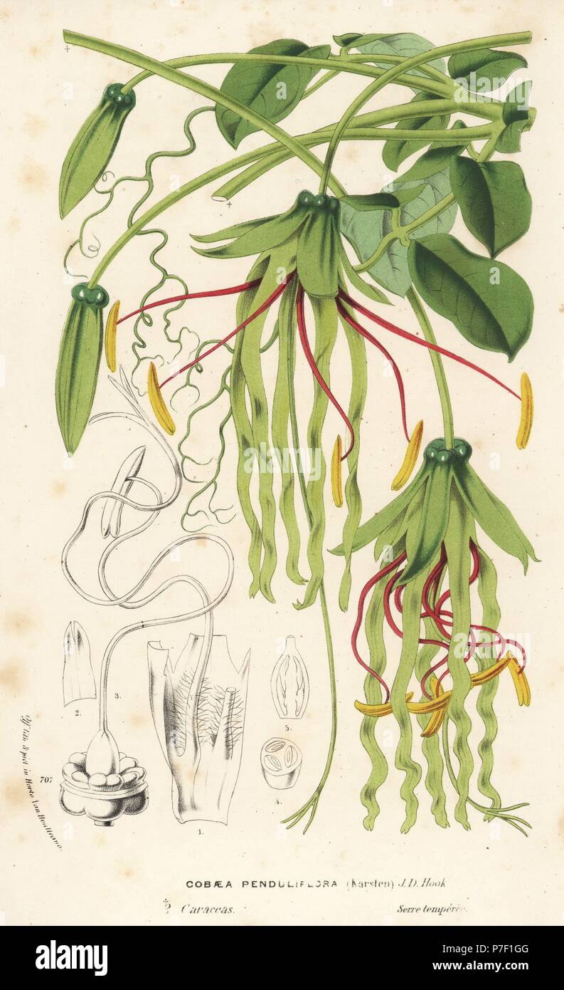 Cobaea penduliflora, ornamental climber from Mexico. Named for Father Barnabe Cobo. Handcoloured lithograph from Louis van Houtte and Charles Lemaire's Flowers of the Gardens and Hothouses of Europe, Flore des Serres et des Jardins de l'Europe, Ghent, Belgium, 1870. Stock Photo