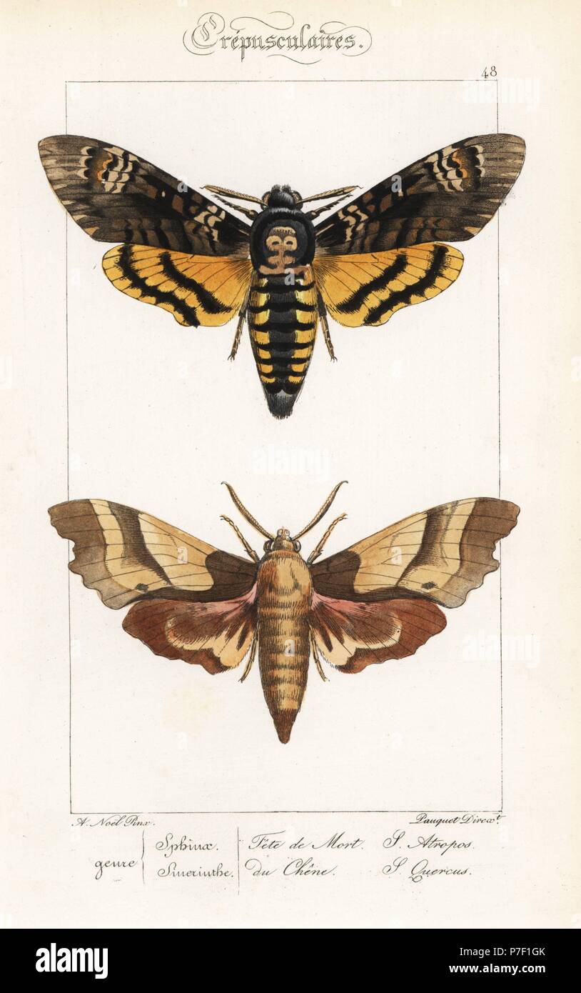 Death's Head hawkmoth, Acherontia atropos, and oak hawkmoth, Marumba quercus. Handcoloured steel engraving by the Pauquet brothers after an illustration by Alexis Nicolas Noel from Hippolyte Lucas' Natural History of European Butterflies, Histoire Naturelle des Lepidopteres d'Europe, 1864. Stock Photo