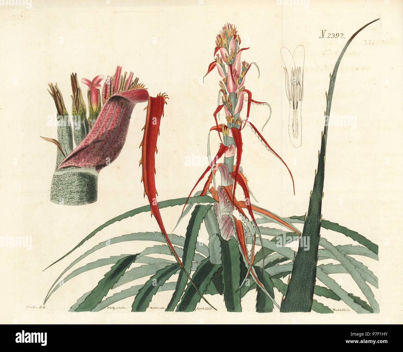 Aguava, Bromelia alsodes (Narrow leaved pineapple, Bromelia sylvestris). Handcoloured copperplate engraving by Weddell after a botanical illustration by John Curtis from William Curtis' Botanical Magazine, Samuel Curtis, London, 1823. Stock Photo