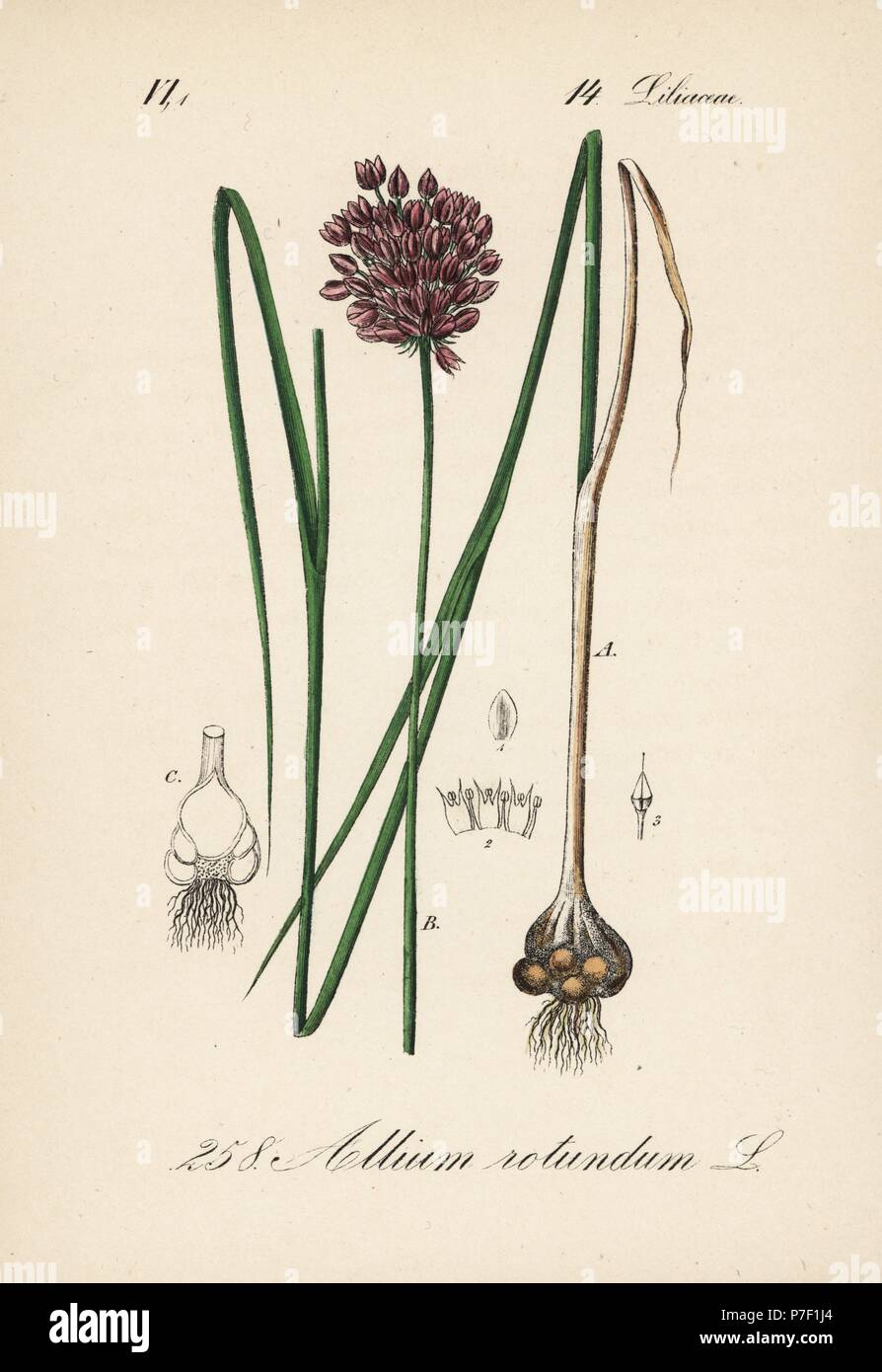 Round-headed leek or purple-flowered garlic, Allium rotundum. Handcoloured lithograph from Diederich von Schlechtendal's German Flora (Flora von Deutschland), Jena, 1871. Stock Photo