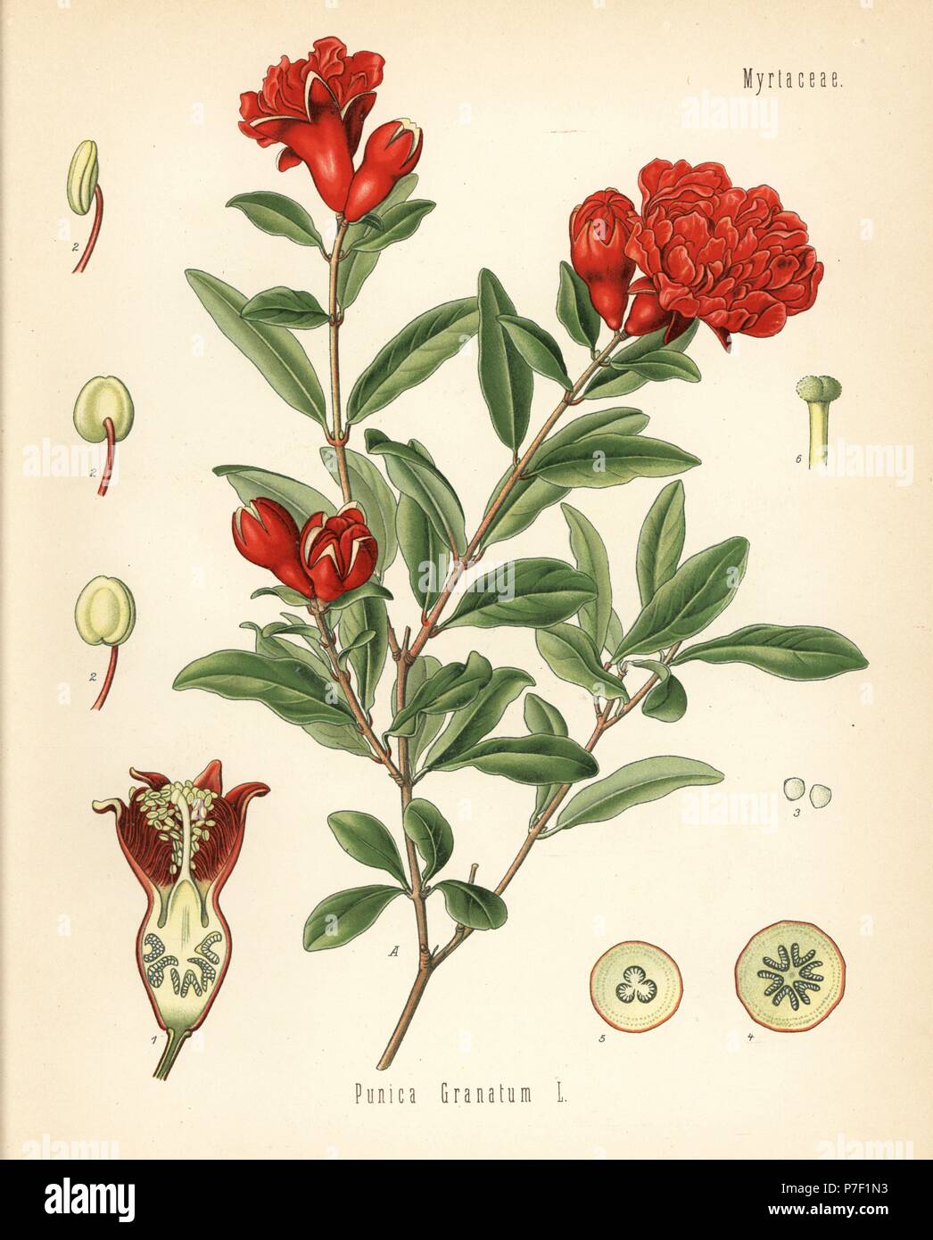 Pomegranate, Punica granatum. Chromolithograph after a botanical illustration from Hermann Adolph Koehler's Medicinal Plants, edited by Gustav Pabst, Koehler, Germany, 1887. Stock Photo