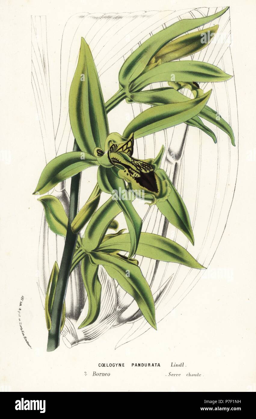 Coelogyne pandurata orchid. Borneo and Malaysia. Handcoloured lithograph from Louis van Houtte and Charles Lemaire's Flowers of the Gardens and Hothouses of Europe, Flore des Serres et des Jardins de l'Europe, Ghent, Belgium, 1874. Stock Photo