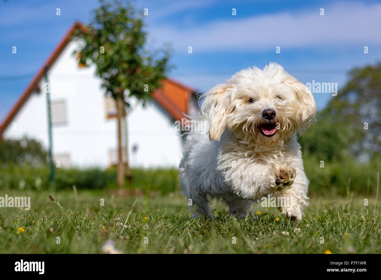 A photoshoot with my lovely doggy in our garden. It's a Malteser dog and he's quit a bit bigger than a normal one. This Photo is taken with a Canon 80 Stock Photo