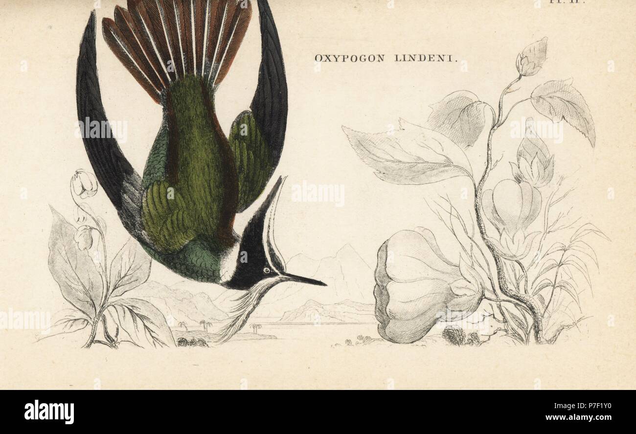 Bearded helmetcrest, Oxypogon guerinii (Oxypogon lindeni). Handcoloured steel engraving from W.C.L. Martin's A General History of Humming-birds or the Trochilidae, Bohn, London, 1852. Stock Photo