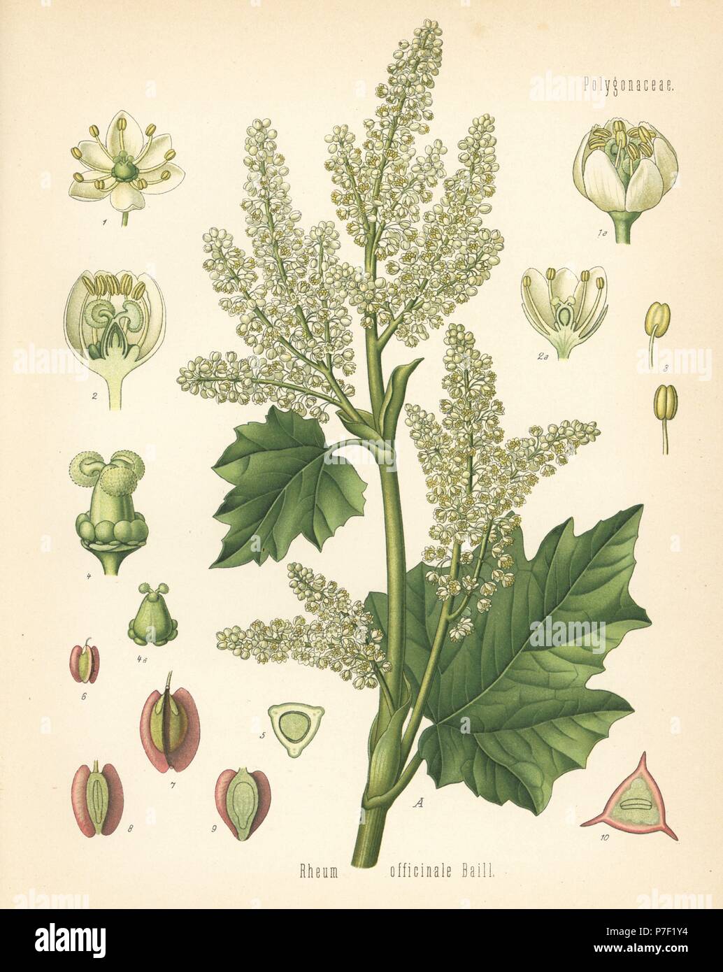 Chinese rhubarb, Rheum officinale. Chromolithograph after a botanical illustration from Hermann Adolph Koehler's Medicinal Plants, edited by Gustav Pabst, Koehler, Germany, 1887. Stock Photo