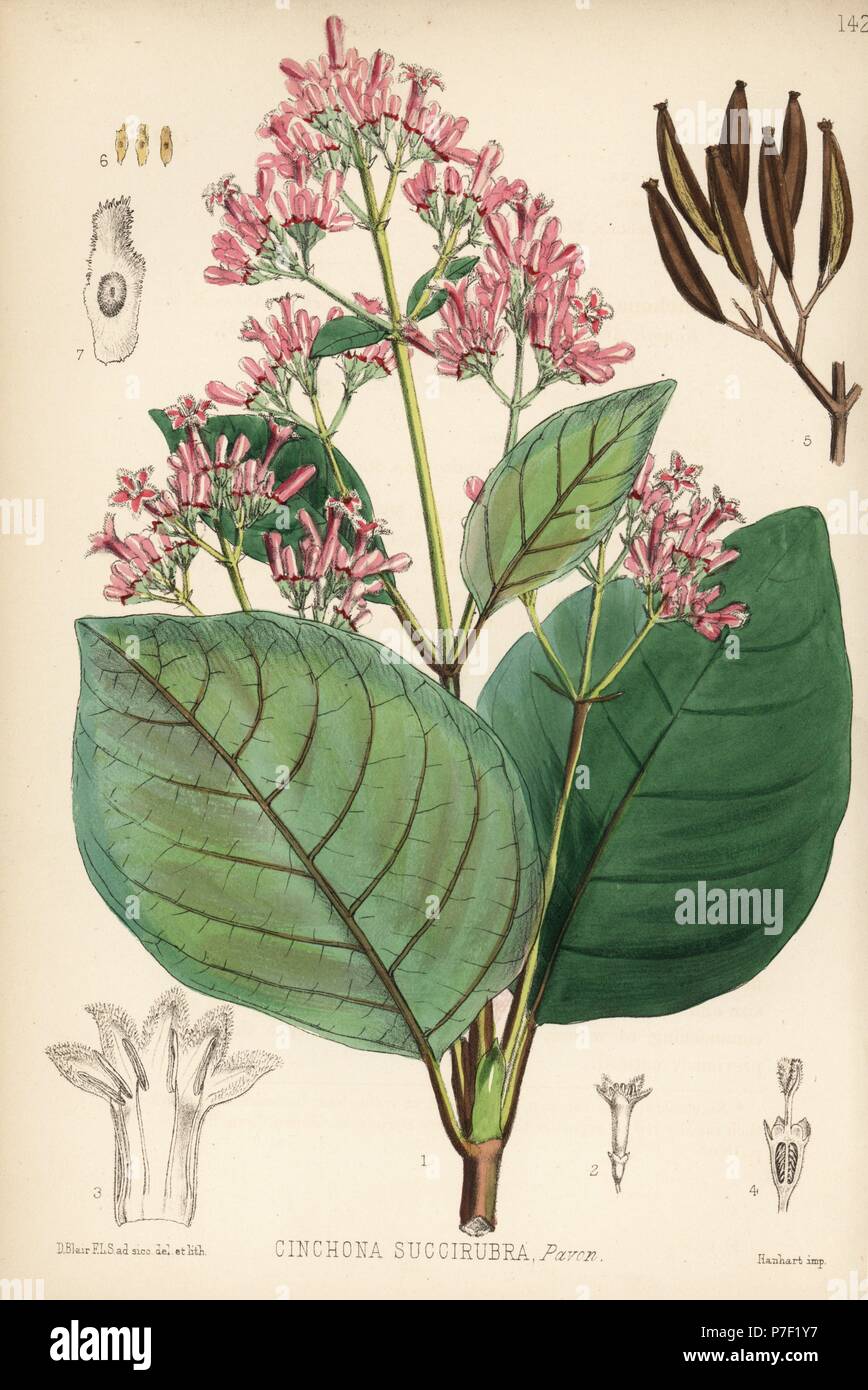 Red cinchona or quina, Cinchona pubescens (Cinchona succirubra). Handcoloured lithograph by Hanhart after a botanical illustration by David Blair from Robert Bentley and Henry Trimen's Medicinal Plants, London, 1880. Stock Photo