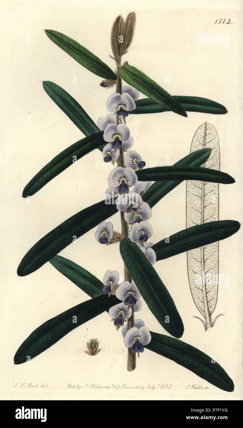 Shaggy hovea, Hovea villosa. Handcoloured copperplate engraving by S. Watts after an illustration by J.T. Hart from Sydenham Edwards' Botanical Register, Ridgeway, London, 1832. Stock Photo