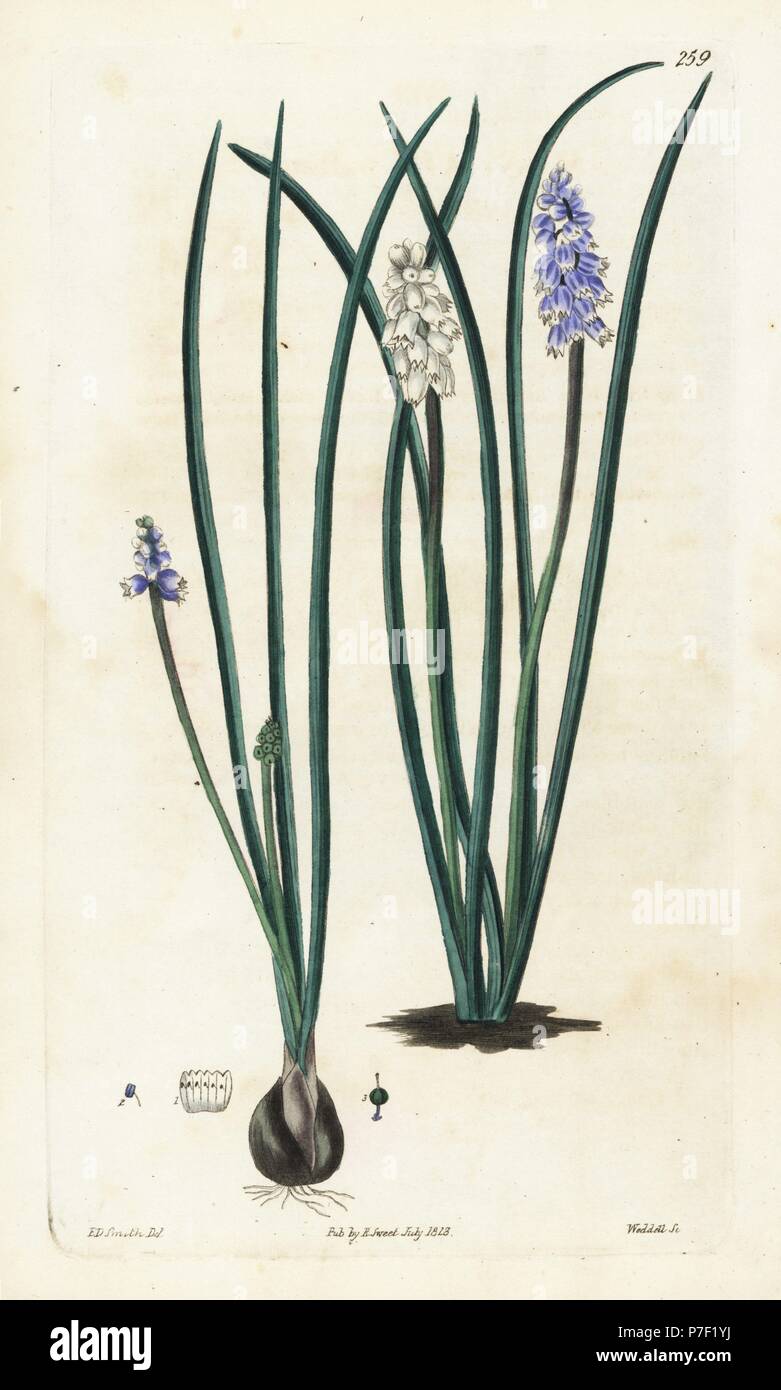Pseudomuscari pallens (Pale muscari, Muscari pallens). Handcoloured copperplate engraving by Weddell after a botanical illustration by Edward Dalton Smith from Robert Sweet's The British Flower Garden, Ridgeway, London, 1828. Stock Photo