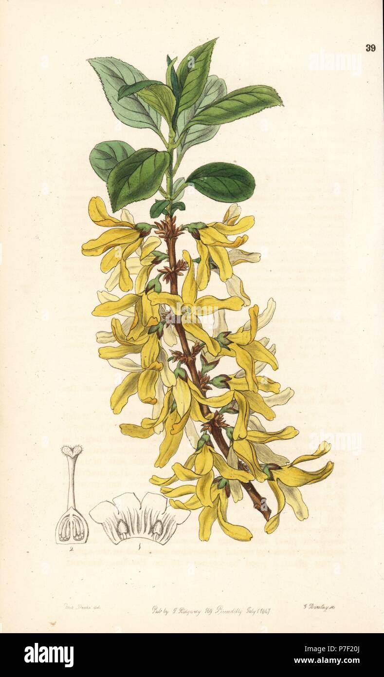 Dark green forsythia, Forsythia viridissima. China. Handcoloured copperplate engraving by George Barclay after an illustration by Miss Sarah Drake from Edwards' Botanical Register, edited by John Lindley, London, Ridgeway, 1847. Stock Photo