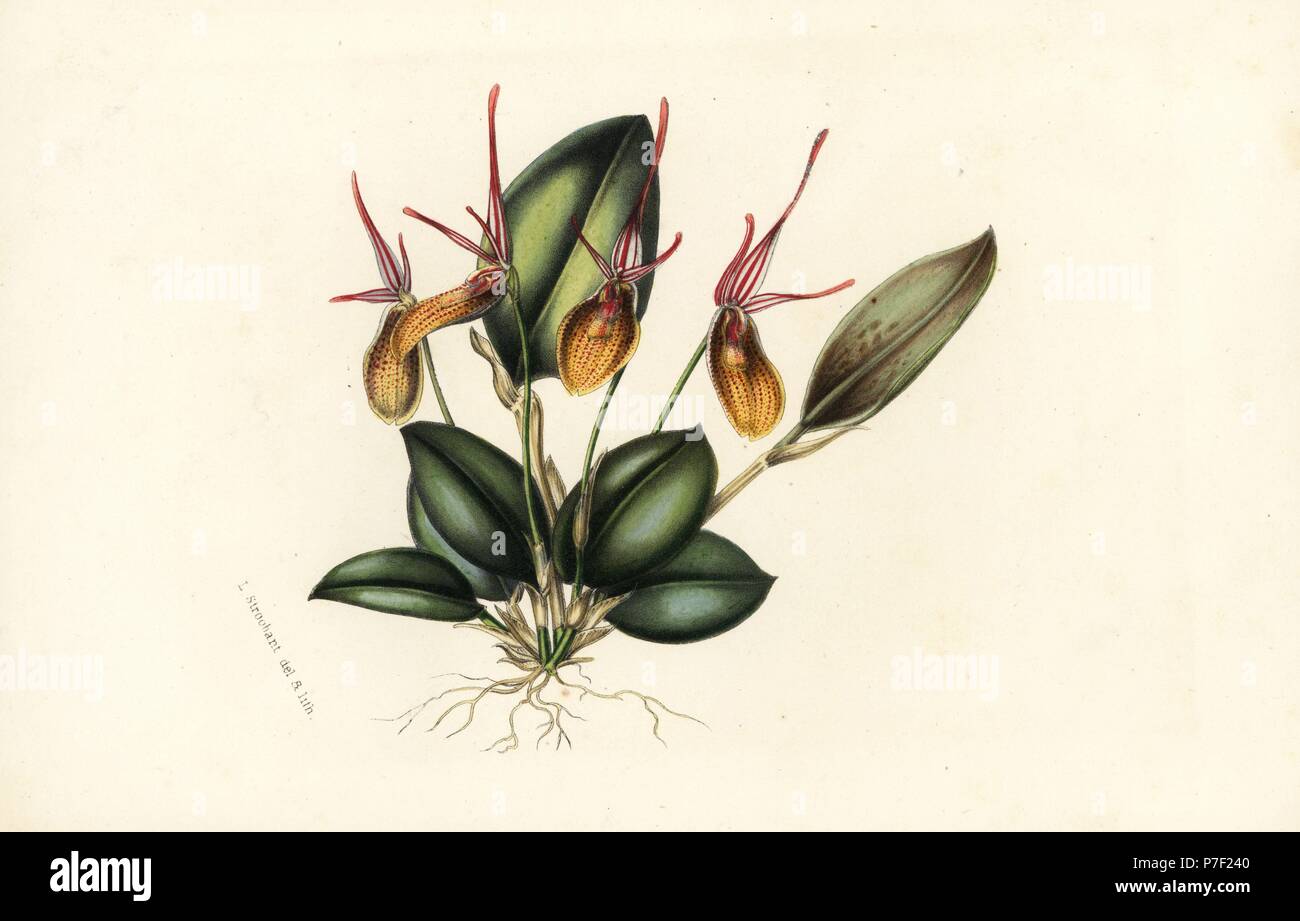 Elegant restrepia orchid, Restrepia elegans. Handcoloured lithograph from Louis van Houtte and Charles Lemaire's Flowers of the Gardens and Hothouses of Europe, Flore des Serres et des Jardins de l'Europe, Ghent, Belgium, 1851. Stock Photo