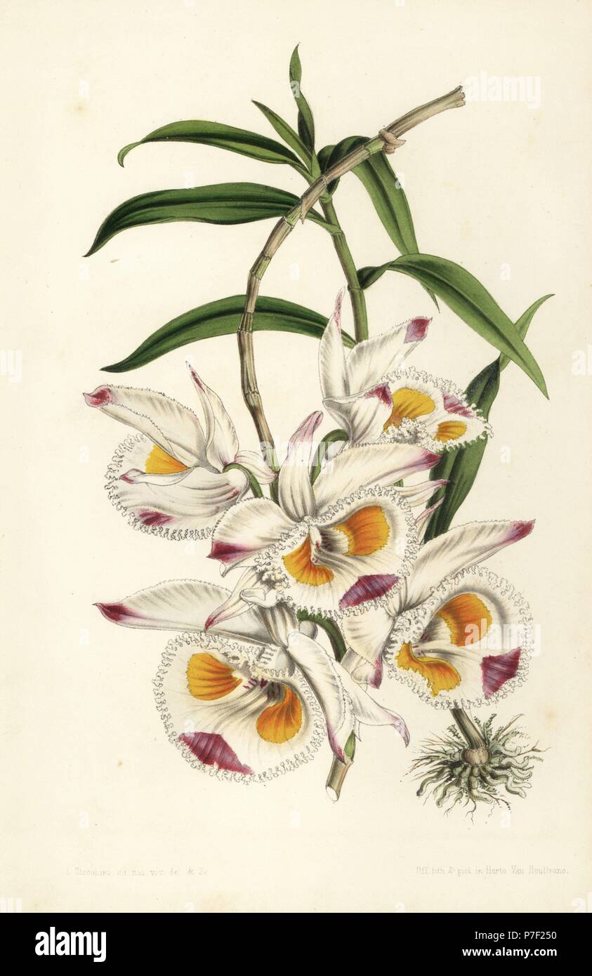 Duke of Devonshire's dendrobium orchid, Dendrobium devonianum. Handcoloured lithograph by Stroobant from Louis van Houtte and Charles Lemaire's Flowers of the Gardens and Hothouses of Europe, Flore des Serres et des Jardins de l'Europe, Ghent, Belgium, 1851. Stock Photo
