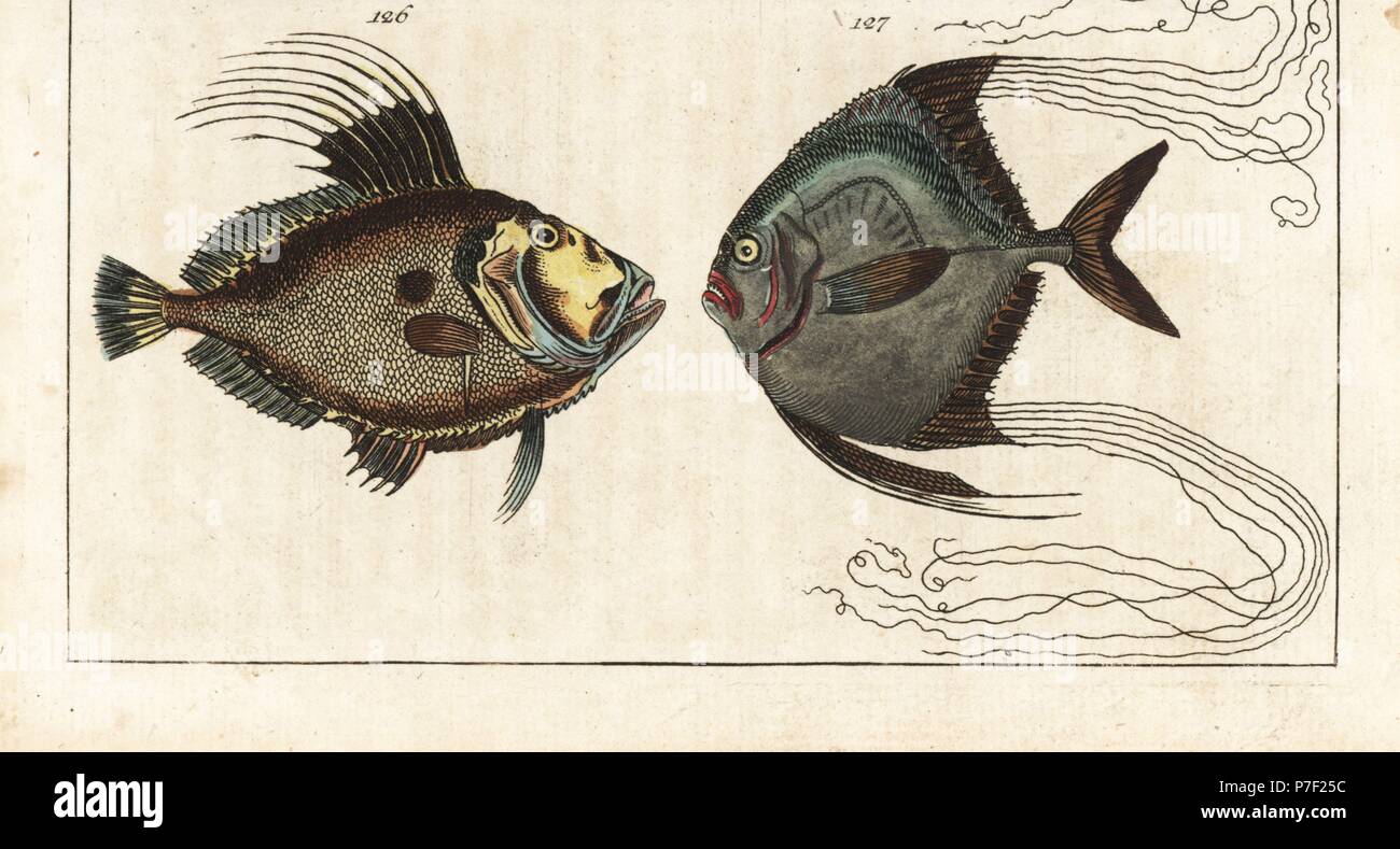 John Dory, Zeus faber 126, and African pompano, Alectis ciliaris 127. Handcolored copperplate engraving from Gottlieb Tobias Wilhelm's Encyclopedia of Natural History: Fish, Augsburg, 1804. Wilhelm (1758-1811) was a Bavarian clergyman and naturalist known as the German Buffon. Stock Photo