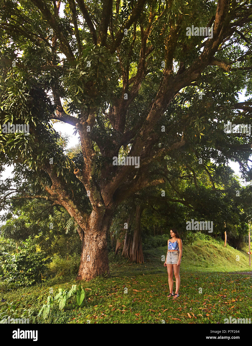 Silk cotton tree trinidad hires stock photography and images Alamy