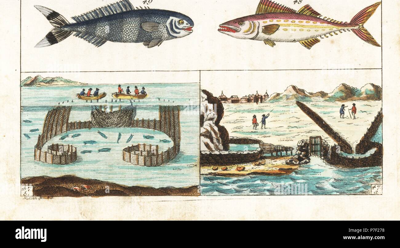 Mackerel fishing methods: walled channels and grate to catch spawning mackerel with the tide 47a, and fishermen in boats unfurling nets to encircle a school of mackered 47b. Painted mackerel, Scomberomorus regalis 48, and pilot fish, Naucrates ductor 49. Handcolored copperplate engraving after Jacob Nilson from Gottlieb Tobias Wilhelm's Encyclopedia of Natural History: Fish, Augsburg, 1804. Wilhelm (1758-1811) was a Bavarian clergyman and naturalist known as the German Buffon. Stock Photo