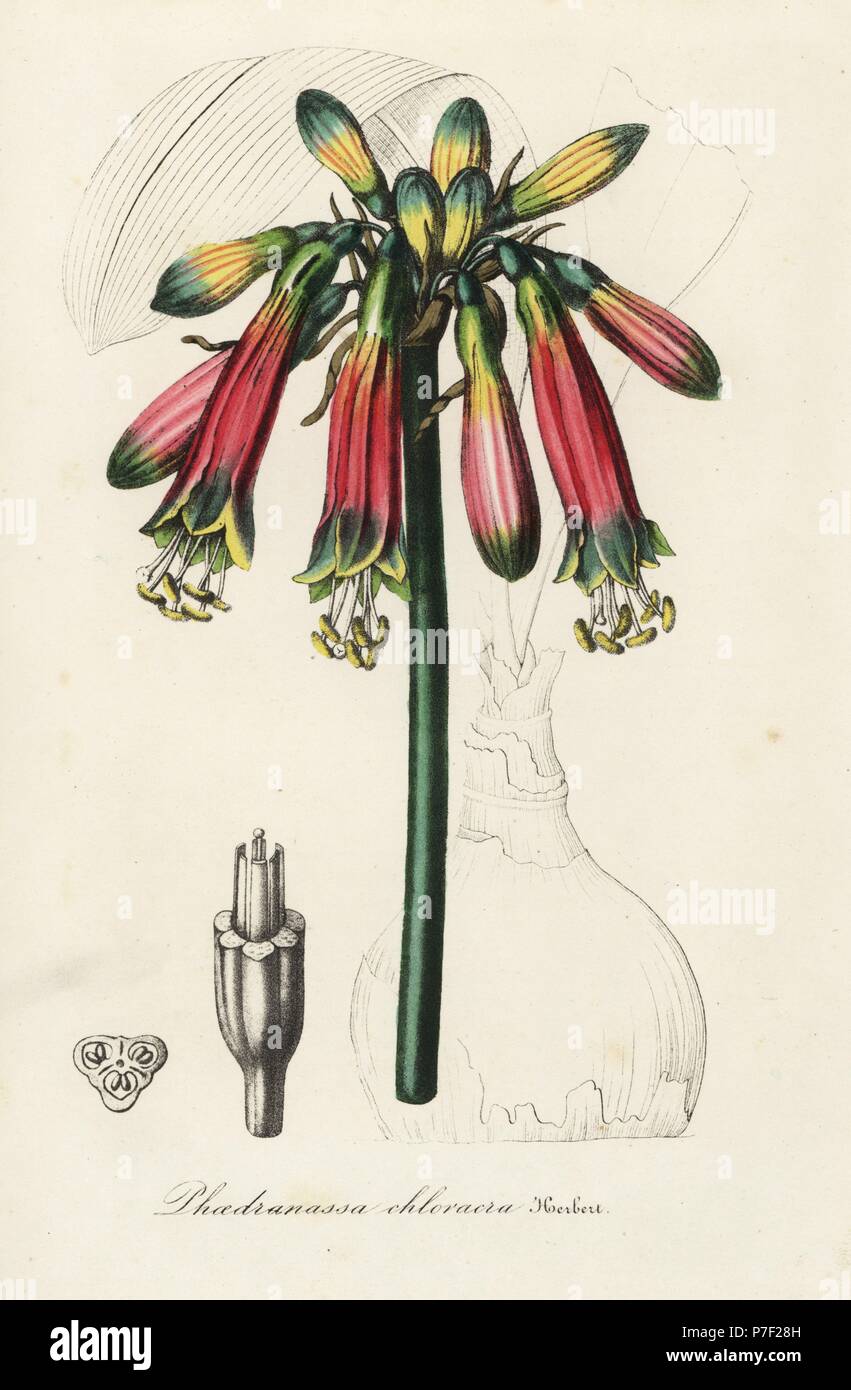 Phaedranassa dubia (Phaedranassa chloracra). Handcoloured lithograph from Louis van Houtte and Charles Lemaire's Flowers of the Gardens and Hothouses of Europe, Flore des Serres et des Jardins de l'Europe, Ghent, Belgium, 1845. Stock Photo