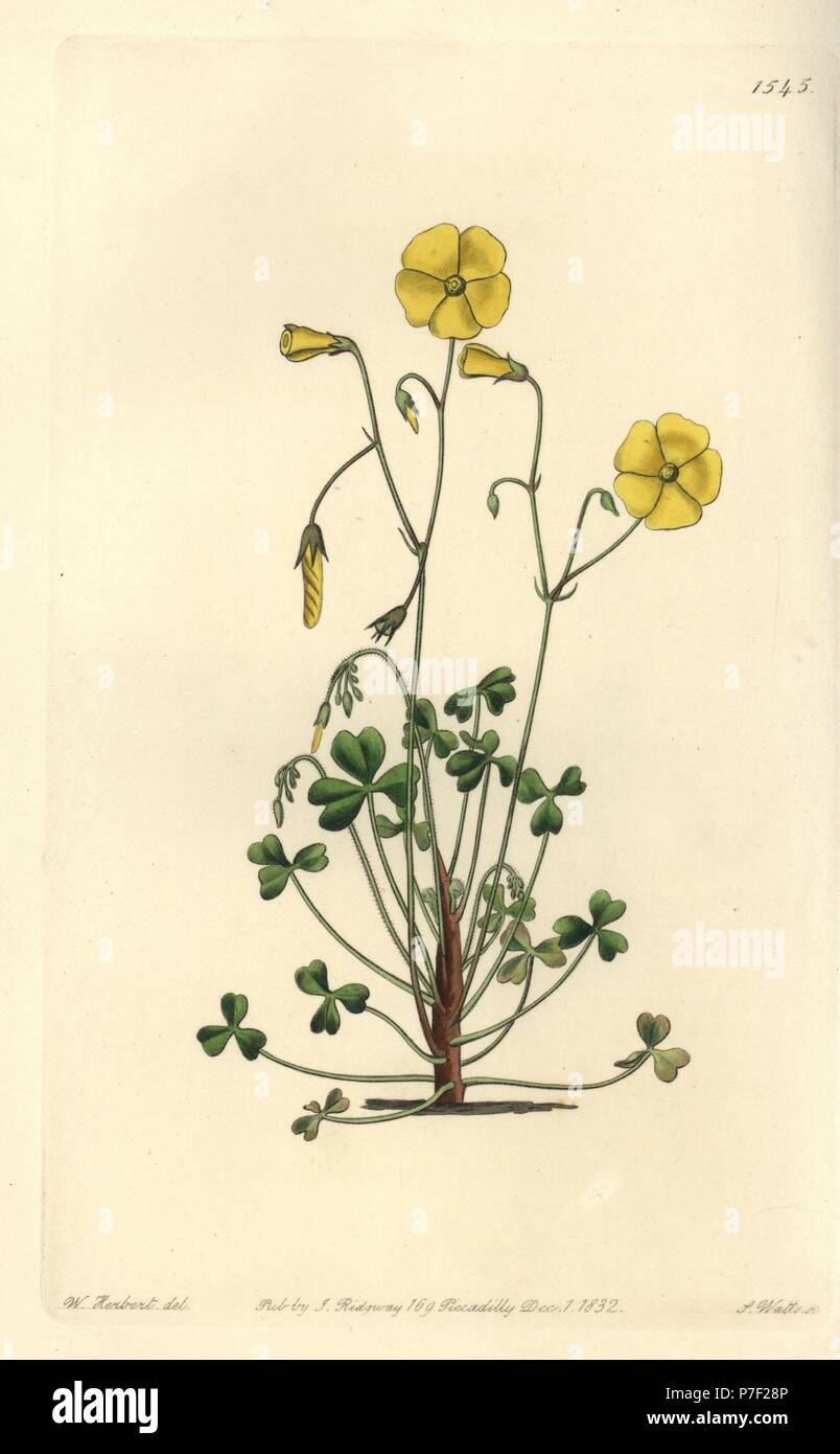 Yellow woodsorrel, Oxalis micrantha (Cumming's oxalis, Oxalis cummingii). Handcoloured copperplate engraving by S. Watts after an illustration by William Herbert from Sydenham Edwards' Botanical Register, Ridgeway, London, 1832. Stock Photo