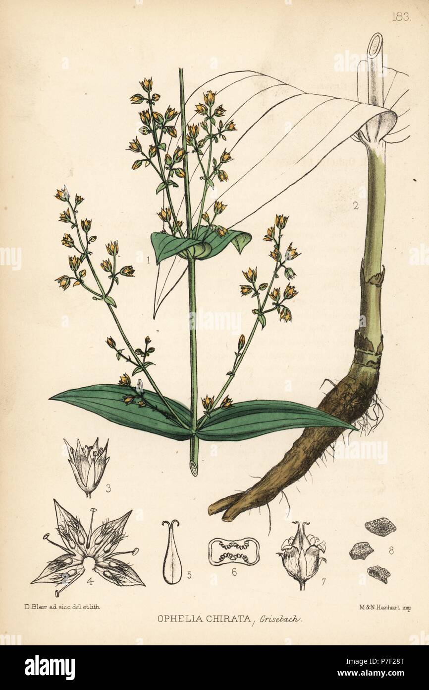 Chiretta or chirayta, Ophelia chirata. Handcoloured lithograph by ...