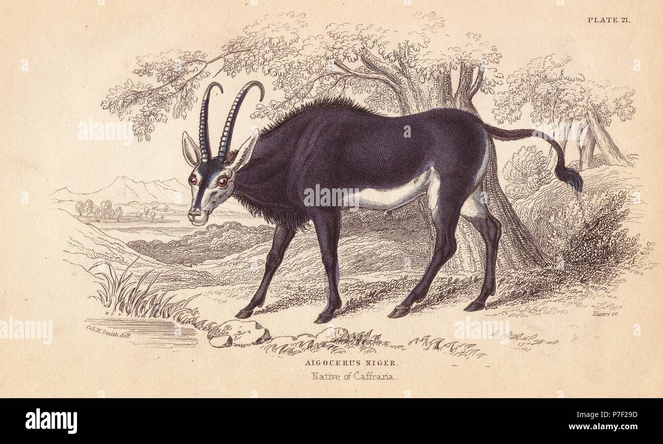 Sable antelope, Hoppotragus niger (Aigocerus niger). Handcoloured steel engraving by Lizars after an illustration by Charles Hamilton Smith from William Jardine's Naturalist's Library, Edinburgh, 1843. Stock Photo
