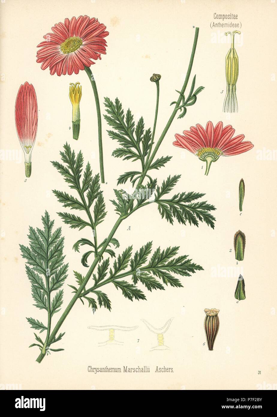Пиретрум девичий Ботанический рисунок