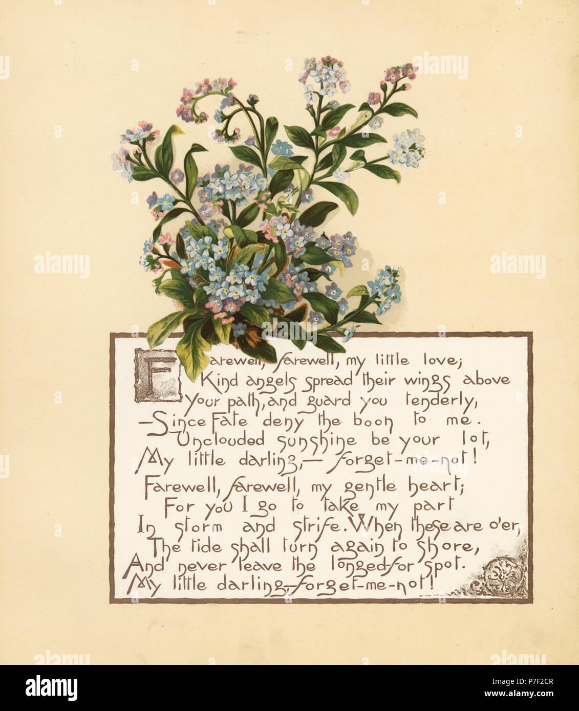 Forget me not, Myosotis palustris, and calligraphic poem. Chromolithograph by Louis Prang from Alice Ward Bailey's Flower Fancies, Boston, 1889. Illustrated by Lucy Baily, Eleanor Ecob Morse, Olive Whitney, Ellen Fisher, Fidelia Bridges, C. Ryan and F. Schuyler Mathews. Stock Photo