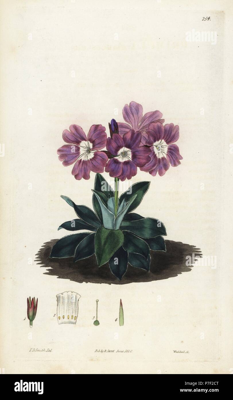 Glaucescent-leaved primrose, Primula glaucescens. Handcoloured copperplate engraving by Weddell after a botanical illustration by Edward Dalton Smith from Robert Sweet's The British Flower Garden, Ridgeway, London, 1828. Stock Photo