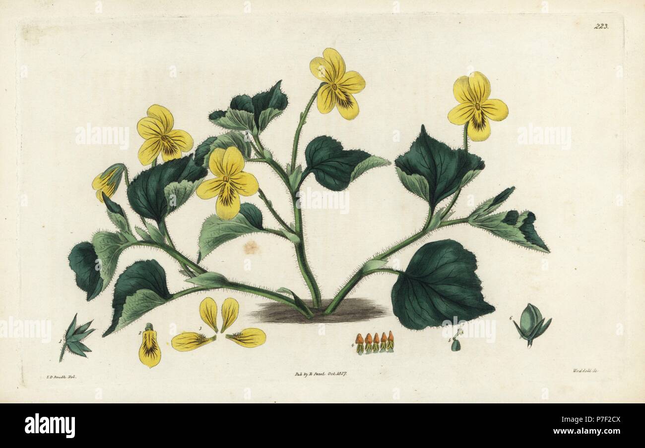 Downy yellow violet, Viola pubescens. Handcoloured copperplate engraving by Weddell after a botanical illustration by Edward Dalton Smith from Robert Sweet's The British Flower Garden, Ridgeway, London, 1827. Stock Photo