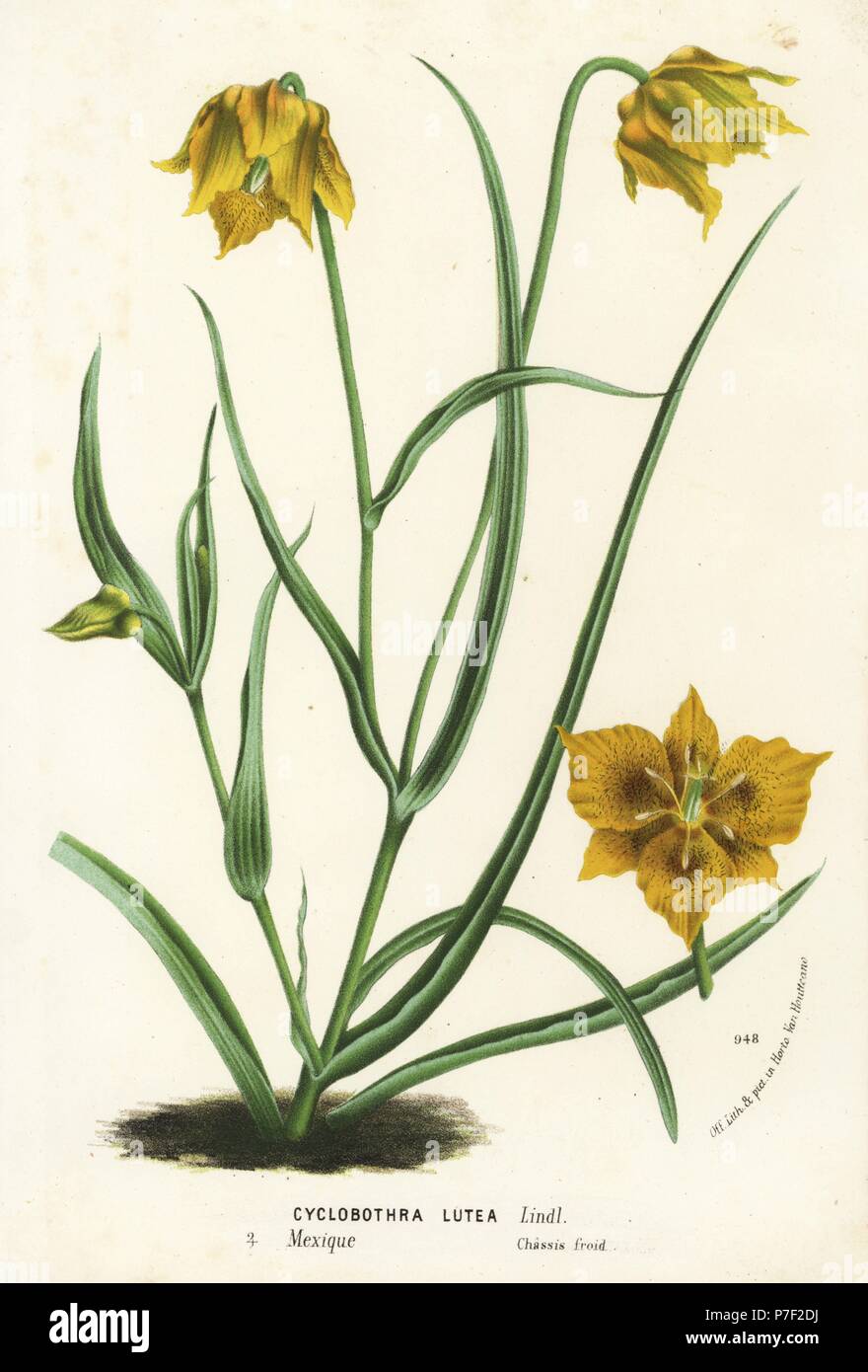 Yellow mariposa lily, Calochortus luteus (Cyclobothra lutea). Handcoloured lithograph from Louis van Houtte and Charles Lemaire's Flowers of the Gardens and Hothouses of Europe, Flore des Serres et des Jardins de l'Europe, Ghent, Belgium, 1874. Stock Photo